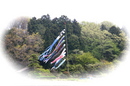 koinobori060430-05.jpg