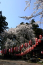 kongouzi_sakura050414-01.jpg