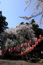 kongouzi_sakura050414.jpg