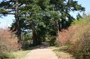 matunamiki060428-09.jpg