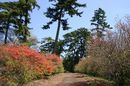 matunamiki060428-14.jpg