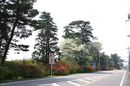 matunamiki060430-37.jpg