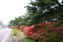 matunamiki060430-43.jpg