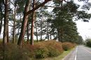 matunamiki060501-03.jpg