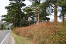 matunamiki060501-04.jpg