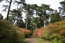 matunamiki060501-18.jpg