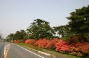 matunamiki060501-23.jpg