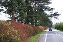 matunamiki060503-05.jpg
