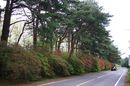 matunamiki060503-07.jpg