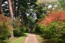 matunamiki060503-12.jpg