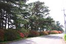 matunamiki060503-23.jpg