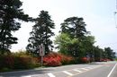 matunamiki060503-26.jpg