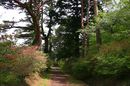 matunamiki060505-02.jpg