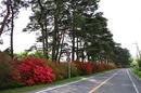 matunamiki060505-08.jpg
