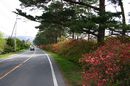 matunamiki060505-12.jpg