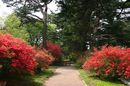 matunamiki060505-17.jpg
