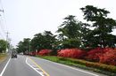 matunamiki060505-38.jpg