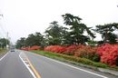 matunamiki060508-01.jpg