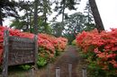 matunamiki060508-06.jpg