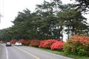 matunamiki060508-14.jpg