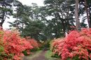 matunamiki060508-18.jpg