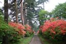 matunamiki060508-24.jpg