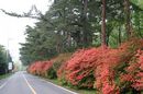 matunamiki060508-35.jpg