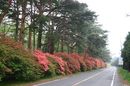 matunamiki060508-44.jpg
