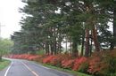 matunamiki060508-45.jpg