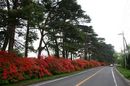 matunamiki060508-47.jpg
