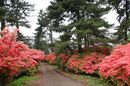 matunamiki060511-04.jpg