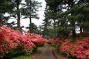 matunamiki060511-06.jpg