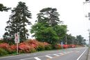 matunamiki060511-08.jpg