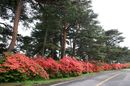 matunamiki060511-13.jpg