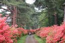 matunamiki060511-39.jpg
