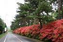 matunamiki060511-51.jpg