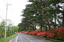 matunamiki060511-56.jpg