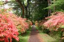 matunamiki060511-81.jpg