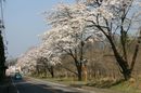 sakura050414-08-14.jpg