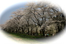 sakura050419-11-05.jpg