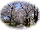 sakura050421-08-03.jpg