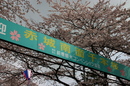 sakura060414-08.jpg